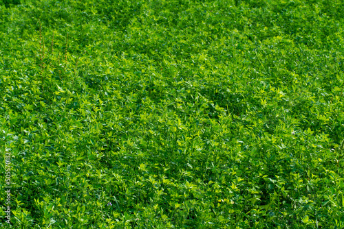 A field with young green clover shoots. Agriculture in the region of Belarus in terms of grain crops, rye, barley.