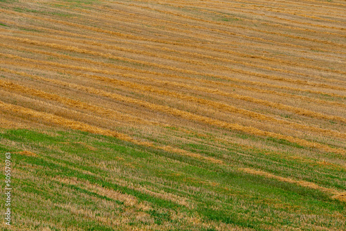 Beautiful even rows on the agricultural field after the wheat harvest. The harvest season of cultivated wheat, rye, and grain crops.