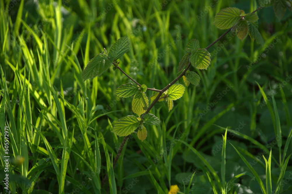 grass with dew drops