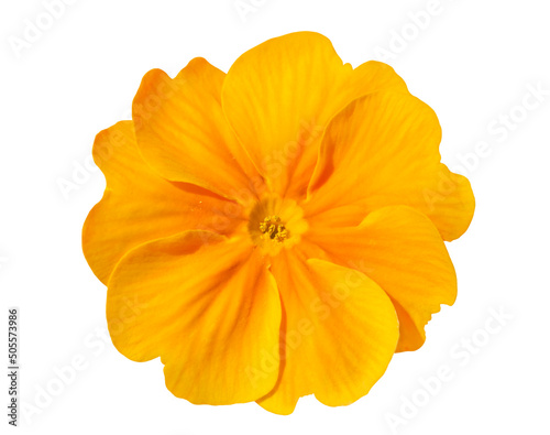 Blooming large-flowered garden primrose in a white background. Single orange-yellow primrose flower with pollen, object white isolated.