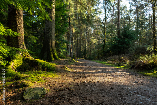 Dalbeattie Forest Town Woods