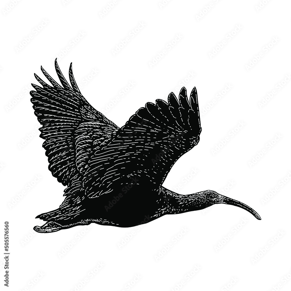 Obraz premium ibis bird illustration isolated on background