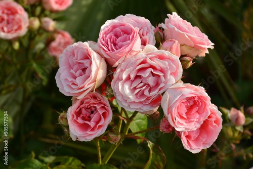 Rosas de color rosa en un rosal en un jardín en primavera photo
