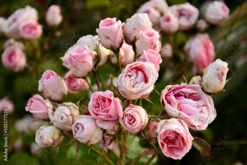 Rosas de color rosa en un rosal en un jardín en primavera photo