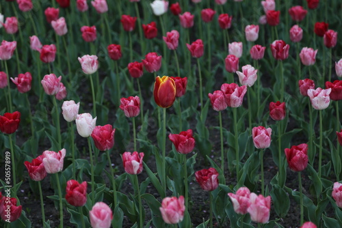 many flowers of multi-colored tulips. one is different from all. background