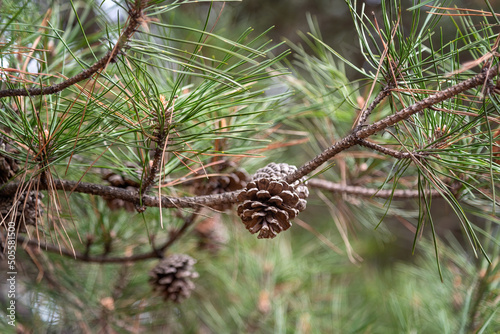 close up of pine cones