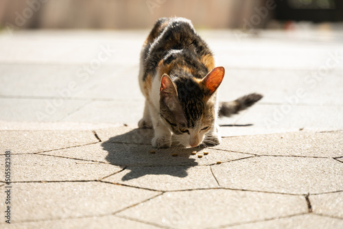 Fototapeta Naklejka Na Ścianę i Meble -  a wild cat eating food on the ground