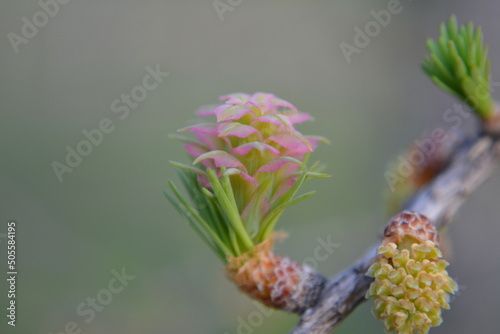 Spring larch female cone  tamarack flower