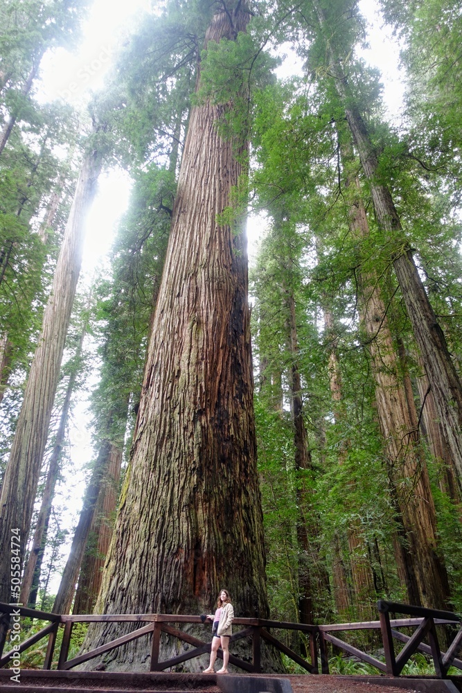 Φωτογραφία A closeup photo of a young woman standing beside and admiring a massive redwood