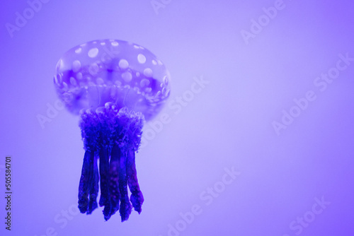 jellyfish in aquarium © Rozalina