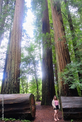 A woman talking through stout grove in Jebediah Smith Redwoods State Park, California.  Surrounded by giant redwoods trees along a beautiful hike in the forest. photo