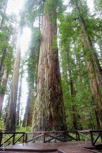 A closeup photo of a massive redwood in Stout Grove in Jedediah Smith Redwoods State Park, outside Crescent City, California, United States photo