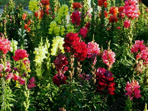 Tableau sur toile Snapdragon, or Antirrhinum majus, colorful flowers, at Varkiza, Athens, Greece