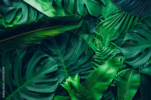 closeup nature view of palms and monstera and fern leaf background. Flat lay, dark nature concept, tropical leaf.