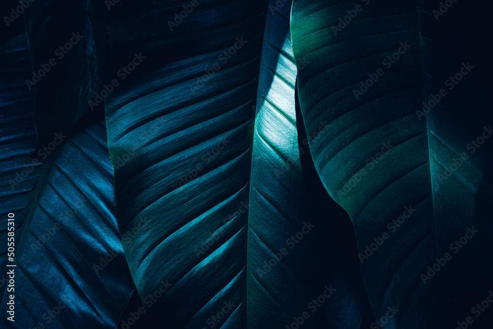 closeup nature view of tropical leaves background, dark nature concept - obrazy, fototapety, plakaty 