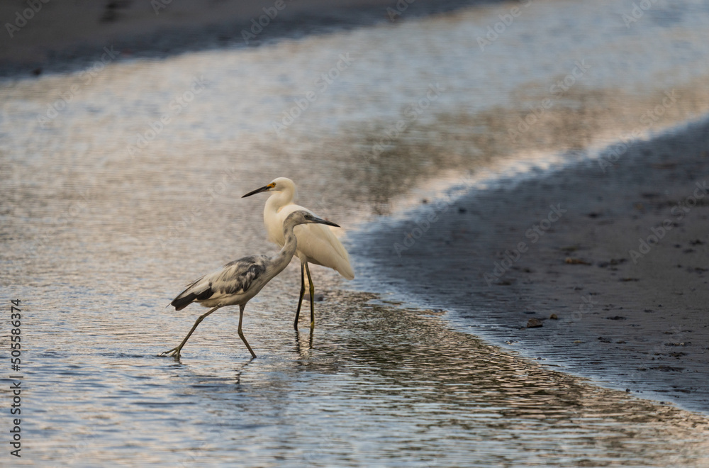 Φωτογραφία A juvenile little Blue heron and Great Egret stand along a beautiful stream at dusk in Costa Rica