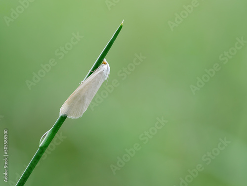 White moth perched under grass stalks in the nature © abdul