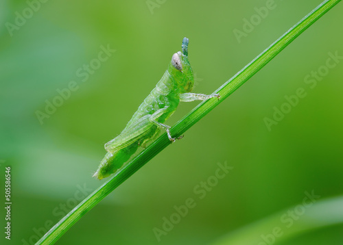 Beautiful grasshopper nimfa perched on the grass