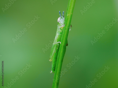 Beautiful grasshopper nimfa perched on the grass