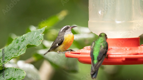 One of Costa Rica's most common and wide spread bird, Bananaquits can be find in wet lowlands from both slopes of the country from sea level up to 1,600 meters. One feeds next to a hummingbird in cost photo