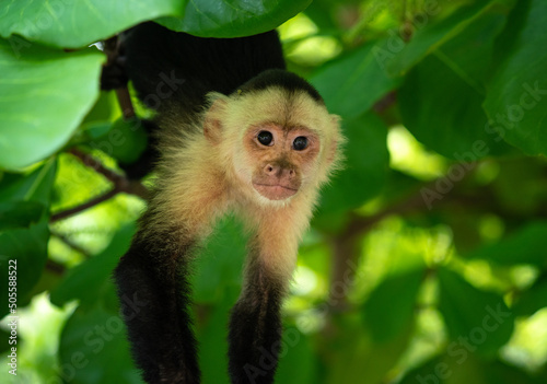 Capuchin monkey in the forests of Costa Rica. These smart little monkeys are sometimes called "white faced" monkeys. 