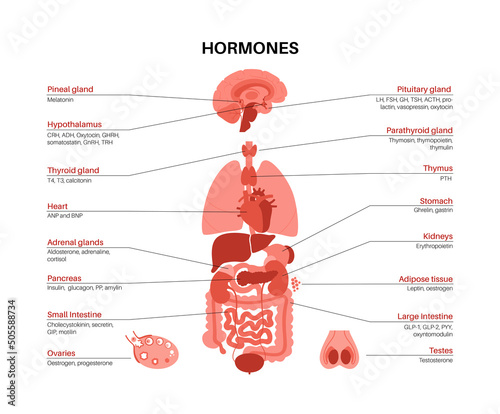 Hormones in human body
