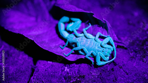 A dangerous scorpion under glows under a black light in the forest of Costa Rica. 