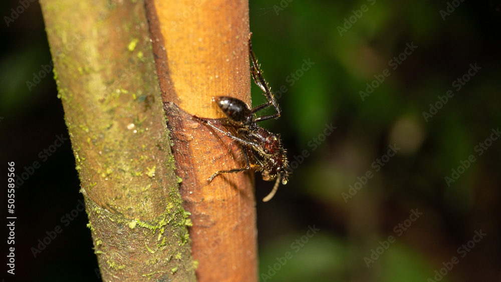Bullet ant on a tree in the jungle of Costa Rica.The bite from one of these bullet ants causes extreme pain. Bullet ant on a tree in the jungle of Costa Rica.The bite from one of these bullet ants causes extreme pain.