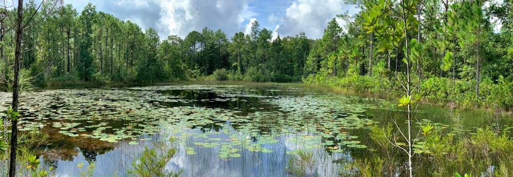 Freshwater lake with lily pads in the middle of a forest Freshwater lake with lily pads in the middle of a forest