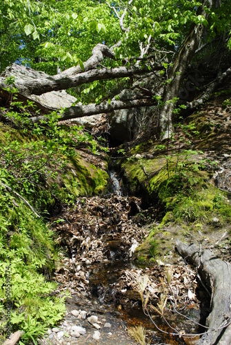 Roots, rocks, and moss line a stream as it flows downhill in dappled sunlight.