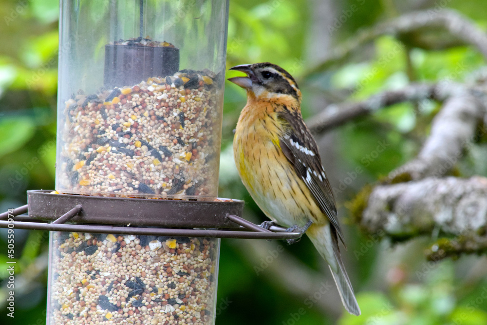 Naklejka premium Grosbeak Feeder Squawk