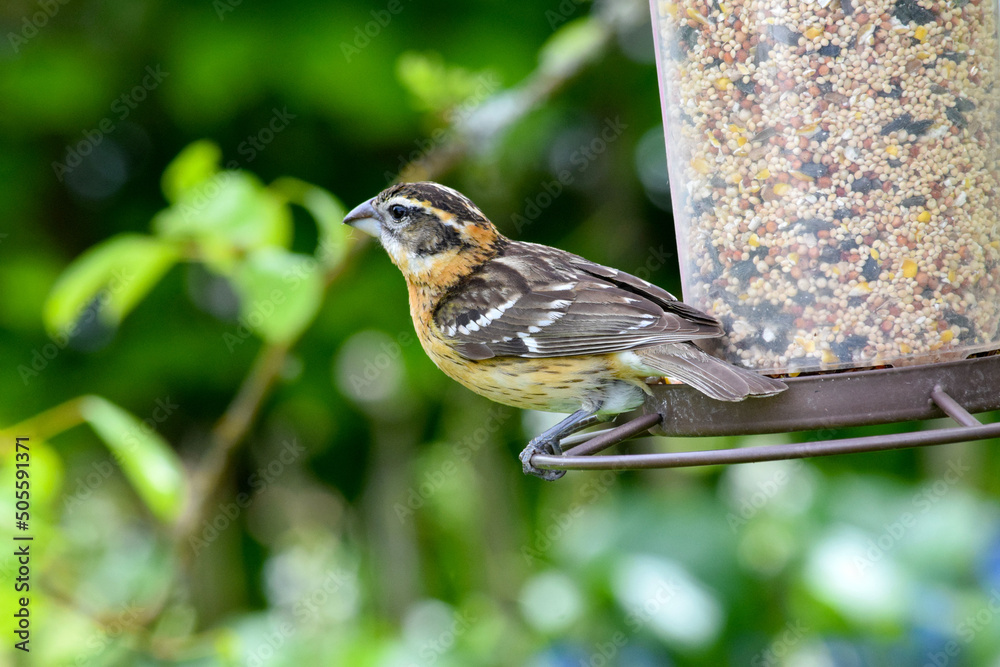 Naklejka premium Grosbeak Feeder Swing 04