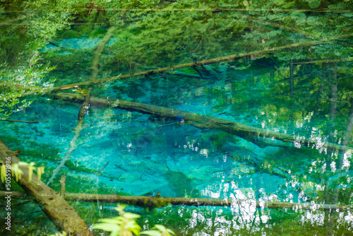 Fototapeta Naklejka Na Ścianę i Meble -  神の子池