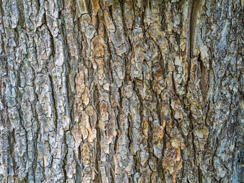 The texture of the bark of an old willow