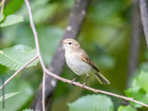 Common chiffchaff, lat. phylloscopus collybita, sitting on branch of bush in spring and looking for food