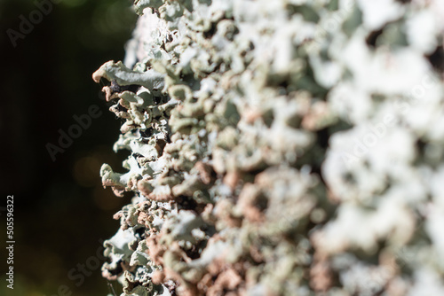 Grey green lichen on tree trunk with empty space