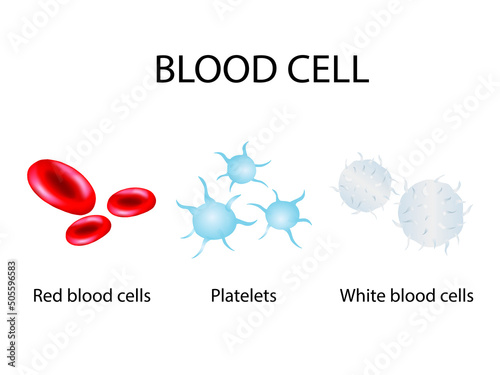 Blood cells   vector illustration diagram with all cell types,  medical vector.