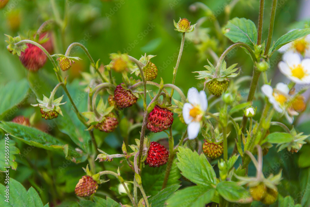 Berries and flowers of wild strawberries, summer. Berries and flowers of wild strawberries, summer.