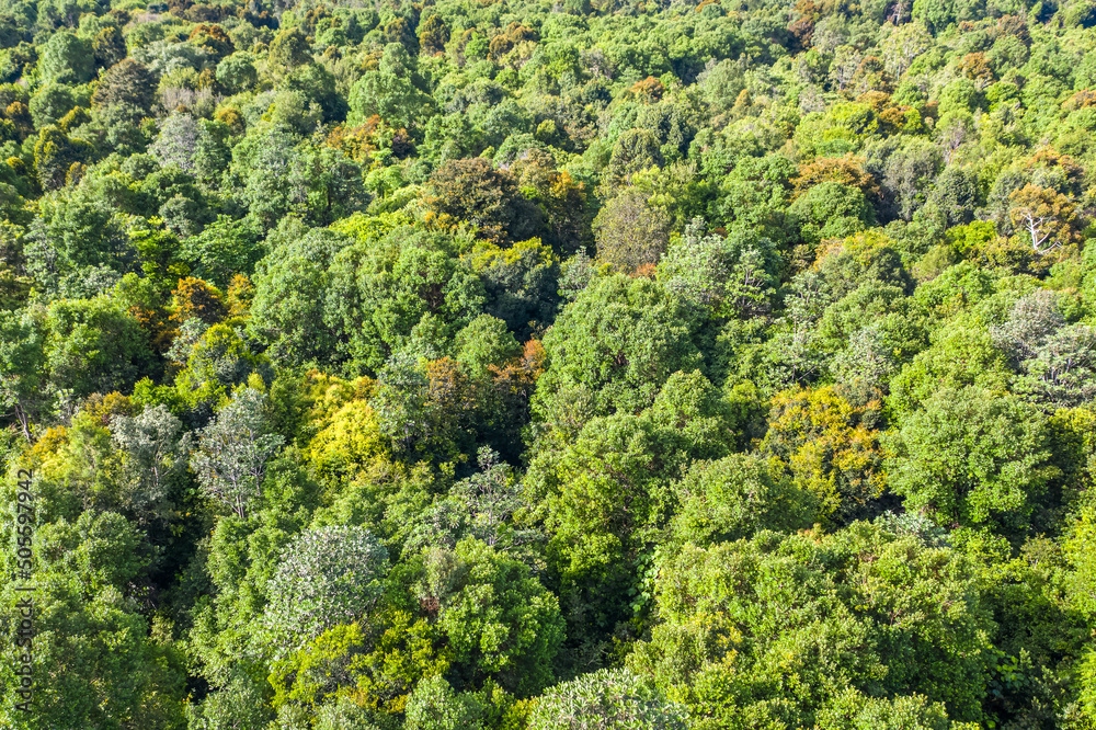 Aerial view of the Borneo rainforest. Aerial view of the Borneo rainforest.