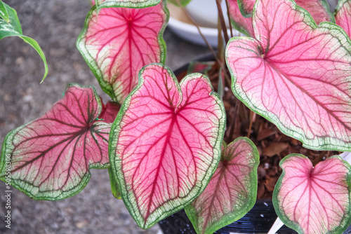 Fresh pink red leaf with green edge or caladium bicolor (araceae)  in  heart shaped patterns in pot top view garden background photo