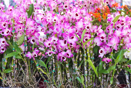 Pink purple dendrobium nobile orchids flowers blooming with green leaf  for sale in market background photo