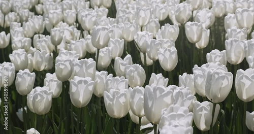 Blooming white tulips field on green stems in morning sun. White tulip farm. Netherlands, Holland Dutch. Beautiful flowers blossom. Tulip swaving in blowing spring wind. Nobody. Natural floral pattern photo