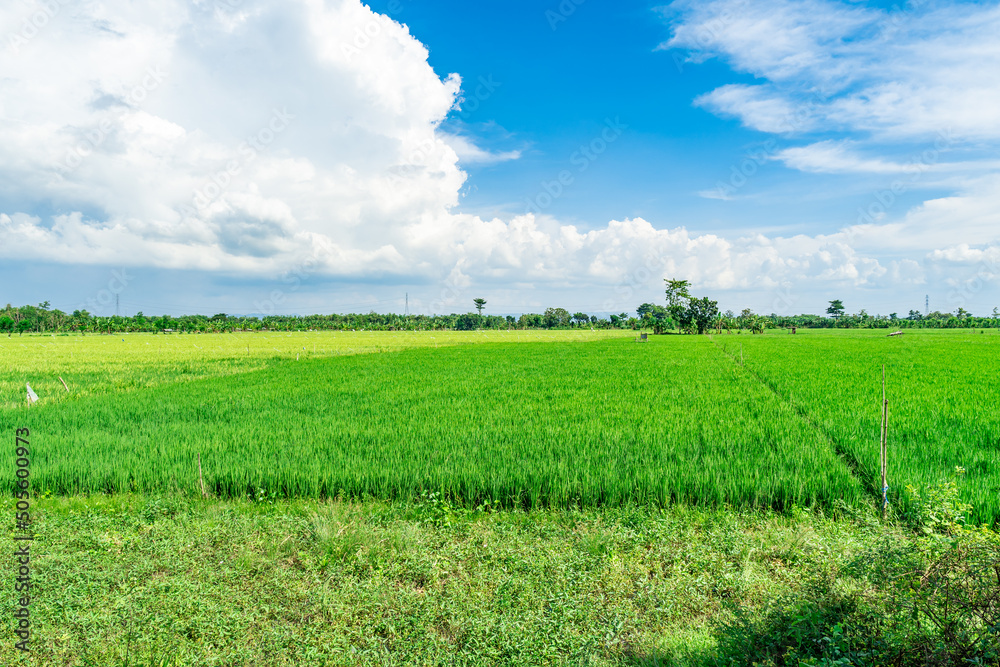 Landscape view of Green Rice Field