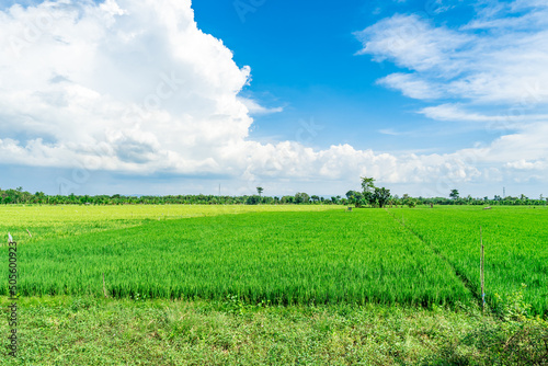 Landscape view of Green Rice Field