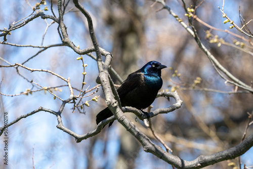 Commom grackle sitting on a tree at Pt. Pelee in spring photo