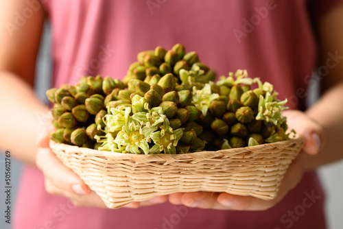 Trevesia palmata, Edible flowers in Southeast asian photo