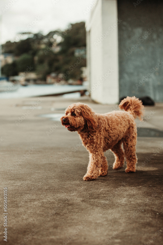 Cavoodle Puppy walking