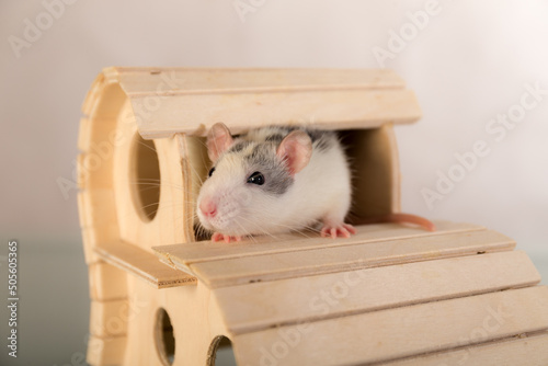 portrait of a domestic rat