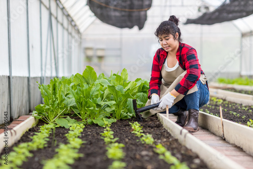 Woman in the vegetable garden. Woman planting seeds and seedlings  in vegetable garden.