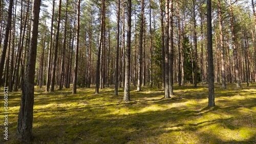 Pinewood with mossy forest floor at sunset. 